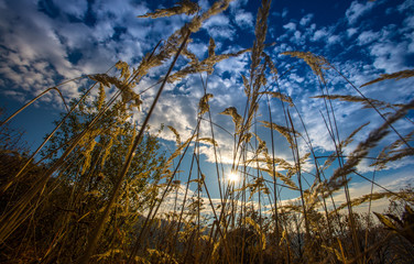 golden grass landscape