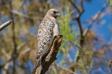 Red-shouldered Hawk / Hawk perched on branch.