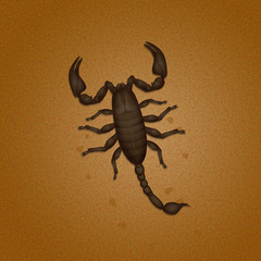 scorpion in the desert from above