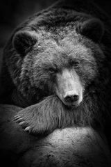 Schilderijen op glas a cute brown bear sniffing, i the zoo © ygor28
