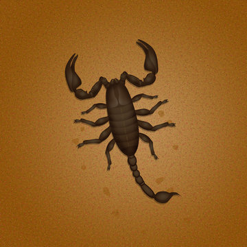 scorpion in the desert from above