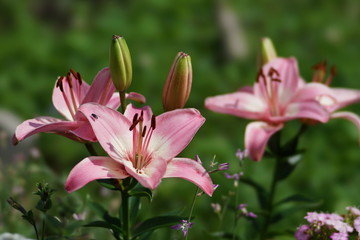 Asiatic beautiful garden pink lilies on natural  green background.