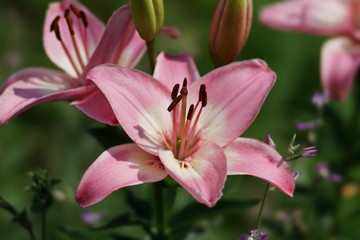 Asiatic beautiful garden pink lily on natural  green background.