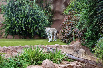 White Tiger (Panthera tigris) walks among the green vegetation.