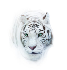 Plakat whie tiger portrait over a white