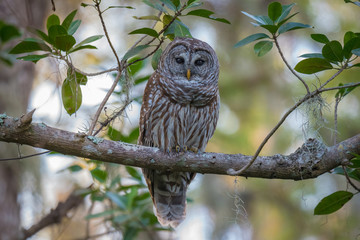 Barred Owl / Owl perched on branch