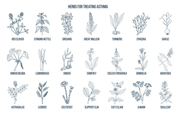 Natural herbs collection for asthma treating