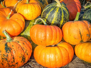 Squashes Of Different Color And Shape Gathered Into A Pile