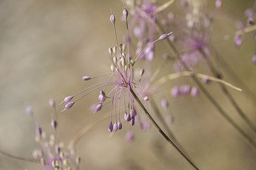 fiori spontanei
