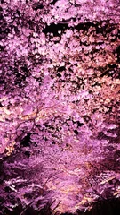 Crédence de cuisine en verre imprimé Fleur de cerisier ライトアップされた夜桜