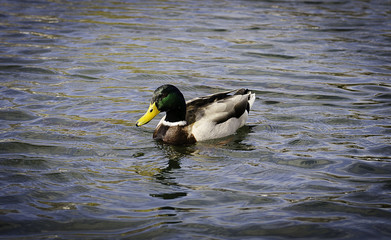 утка плавает на озере