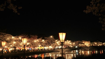 ライトアップされた夜桜と提灯