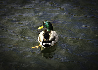 утка плавающая в озере