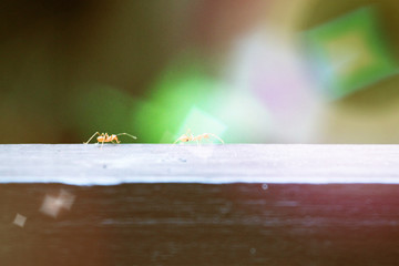 Beautiful small ants on wood texture and soft light background.