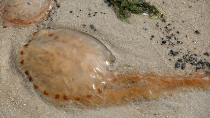 Medusa sulla spiaggia del mare di Wadden