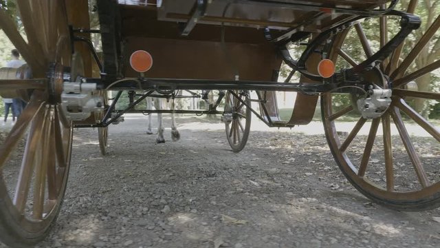 Retro vintage carriage drawn by a horse in the forest