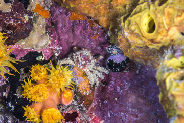 clinging crab at night