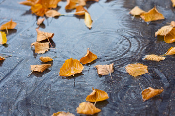 Yellow autumn leaves in a puddle in rainy weather, autumn mood, selective focus.