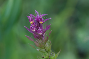 Sommerblumen