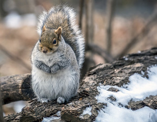 Sciurus carolinensis, common name eastern