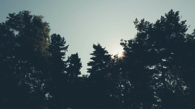 Timelapse of early morning sunrise wich comes up through trees in beautiful forest. Nature and sunrise