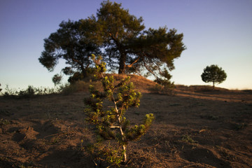 Little sapling front of a big old tree representing it's future