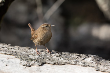 Wren