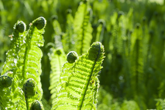 Ferns in the back light in the spring.