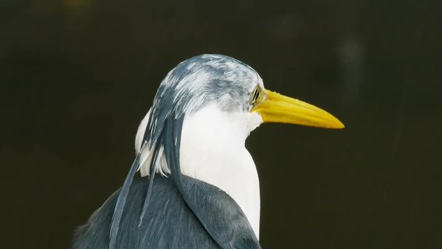 close up of the head of a pied heron in the rain
