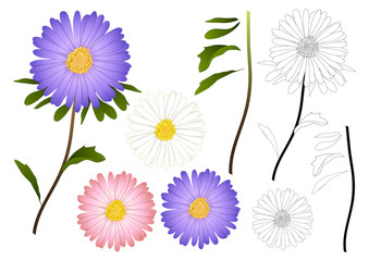 Purple Pink and White Aster Outline - obrazy, fototapety, plakaty