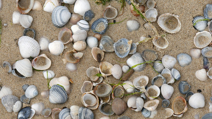 Background sabbia e conchiglie di mare