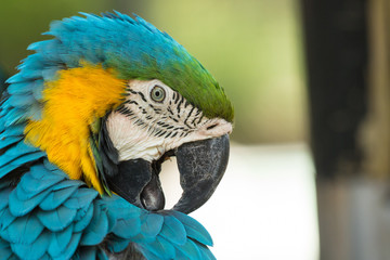 Macaw