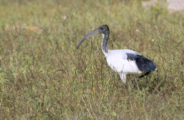 African sacred ibis (Threskiornis aethiopicus) in Tsavo East National Park, Kenya