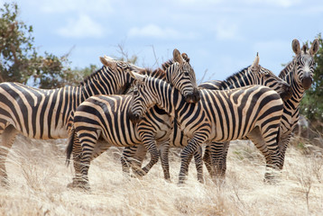 Fototapeta na wymiar Zebras (Equus quagga) playing, Tsavo East National Park, Kenya