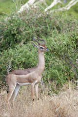 Obraz premium Gerenuk (Litocranius walleri) feeding on a bush in savanna of Tsavo East National Park, Kenya