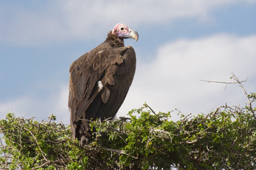 Lappet-faced Vulture or Nubian Vulture (Torgos tracheliotos) in Masai Mara national park (Kenya).