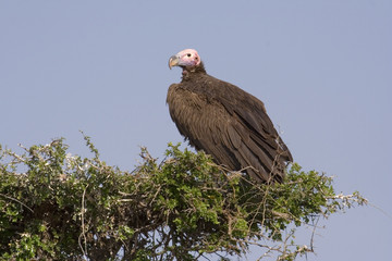 Lappet-faced Vulture or Nubian Vulture (Torgos tracheliotos) in Masai Mara national park (Kenya).