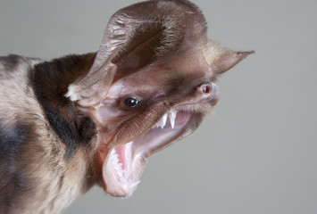 Harrison's Large-eared Free-tailed Bat (Otomops harrisoni) portrait, central Kenya
