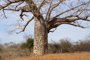Baobab tree in Kenyan savanna.