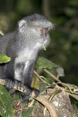 Young Blue monkey (Cercopithecus mitis) in a tree, Kakamega Forest, Kenya