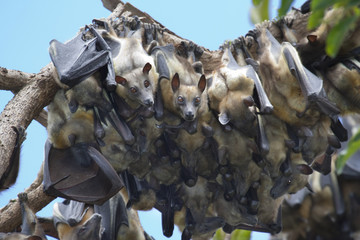 Colony of African straw-colored fruit bats (Eidolon helvum) in a tree, central Kenya