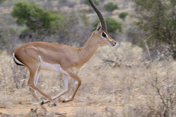 Male impala (Aepyceros melampus) running in savanna of Tsavo East National Park, Kenya