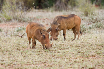 Fototapeta na wymiar Warthogs (Phacochoerus africanus) in the bush of central Kenya