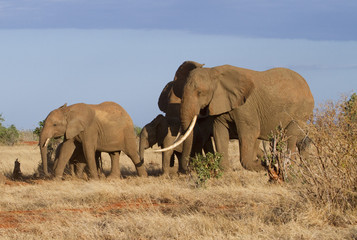 Fototapeta na wymiar A group of African elephants (Loxodonta africana) in savanna of Tsavo East National Park, Kenya