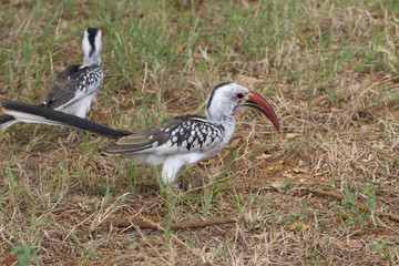 Red-billed Hornbills (Tockus erythrorhynchus) in savanna of Tsavo East National park, Kenya