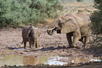 Female and young African elephants (Loxodonta africana) plaing in mud, Tsavo East National Park, Kenya