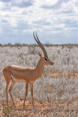 Male impala (Aepyceros melampus) in savanna of Tsavo East National Park, Kenya