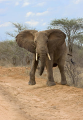 Fototapeta na wymiar African elephant (Loxodonta africana) charging, Tsavo East National Park, Kenya