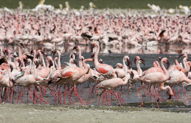 Multiple lesser flamingo (Phoenicoparrus minor) at lake Nakurum Kenya