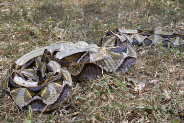 Gaboon viper (Bitis gabonica) in Kakamega forest, Kenya